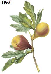 Figs