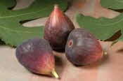 Brown Turkey Figs