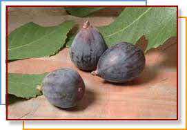 MISSION FIGS