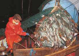 Overexploited Fisheries