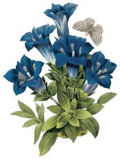 Gentian