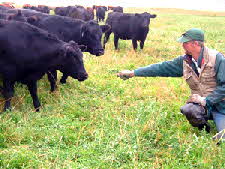 Glenn Elzinga & cattle Glenn Elzinga & cattle