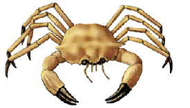 golden crab