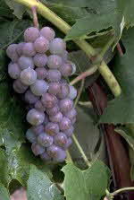 grapes-150