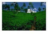 Green Tea Plantation in Sri Lanka