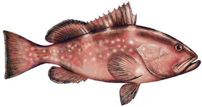 Red Grouper