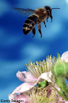 honeybee honeybee