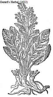 Horseradish