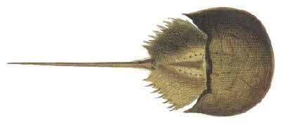 Horseshoe Crab Illustration