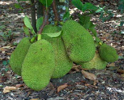 Large Jackfruit on growing on tree trunk