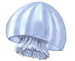 jellyfish jellyfish