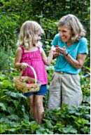 Picking strawberries