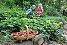 In the strawberry patch