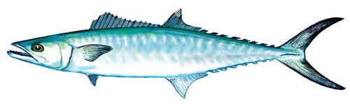 King Mackerel