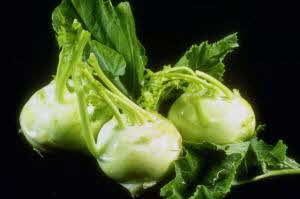 Kohlrabi