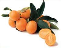 Kumquat