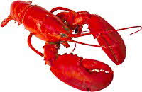 Cooked Lobster