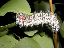 mopane worm