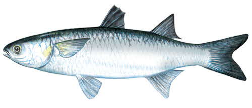 Mullet Fish Mullet Fish