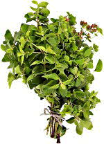 Oregano bunch