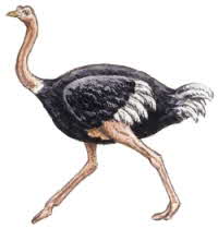 Ostrich