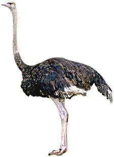 oSTRICH