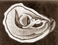 Oyster Anatomy