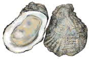 Oyster