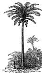 Coconut Palm