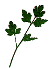 Parsley leaves