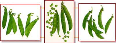 Pea Types