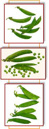PEAS