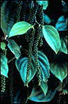 pepper-corns on tree