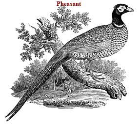 Pheasant