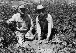 picking picking