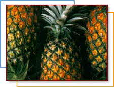 PINEAPPLE