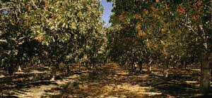 pistachio trees