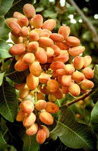 Pistachio nuts on the tree