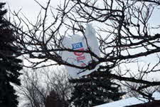 plastic bag in a tree