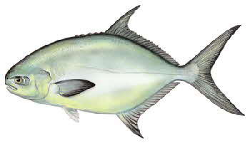 pompano