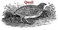 Quail