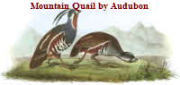 Mountain Quail