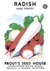 Radish varieties