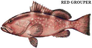 red grouper