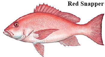 Red Snapper Red Snapper