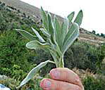 Sage leaves