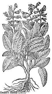 Sage
