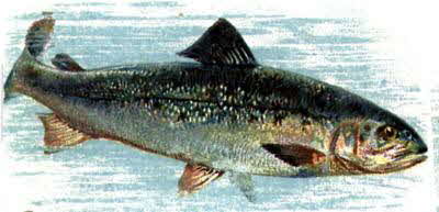 Salmon Salmon