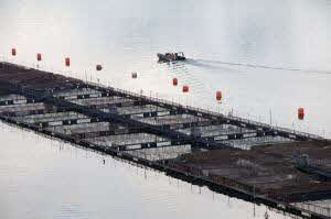 Salmon Farm