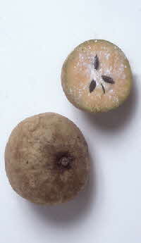 sapodilla